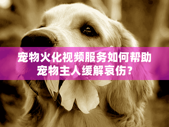宠物火化视频服务如何帮助宠物主人缓解哀伤？