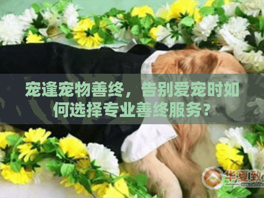 宠逢宠物善终，告别爱宠时如何选择专业善终服务？