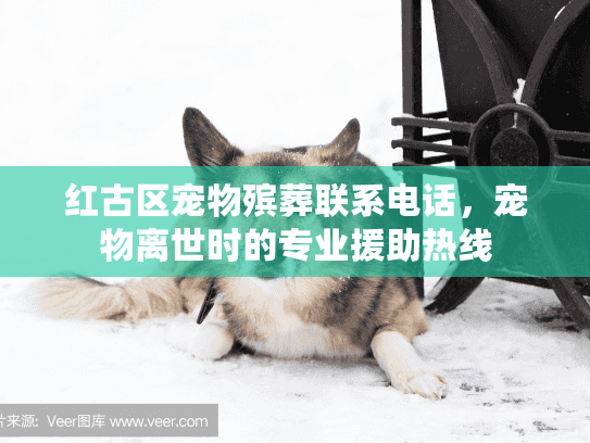 红古区宠物殡葬联系电话，宠物离世时的专业援助热线
