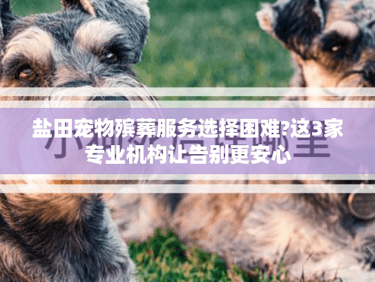盐田宠物殡葬服务选择困难?这3家专业机构让告别更安心
