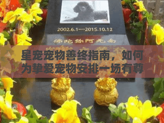 星宠宠物善终指南，如何为挚爱宠物安排一场有尊严的告别？