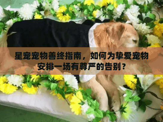 星宠宠物善终指南，如何为挚爱宠物安排一场有尊严的告别？