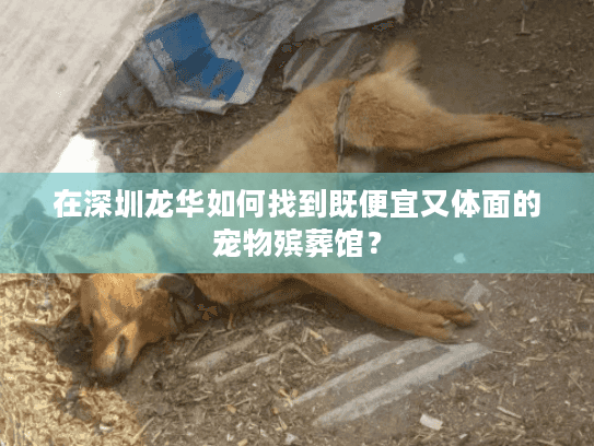 在深圳龙华如何找到既便宜又体面的宠物殡葬馆？