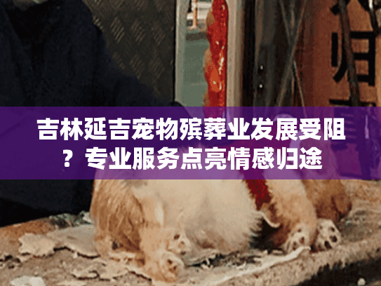 吉林延吉宠物殡葬业发展受阻？专业服务点亮情感归途