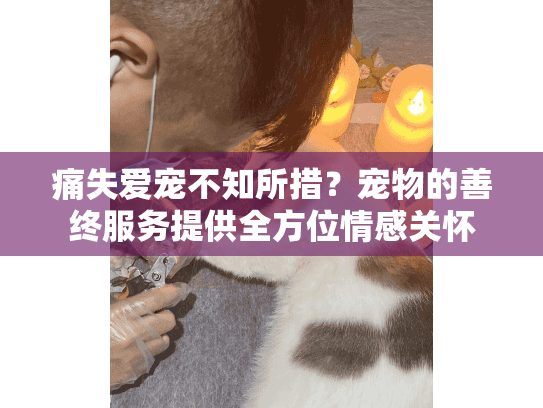 痛失爱宠不知所措？宠物的善终服务提供全方位情感关怀
