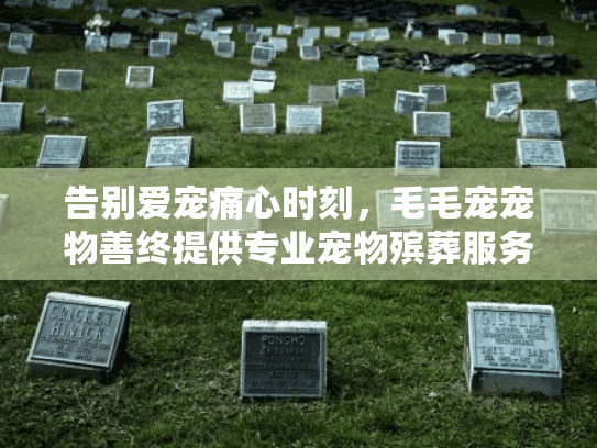 告别爱宠痛心时刻，毛毛宠宠物善终提供专业宠物殡葬服务解决方案