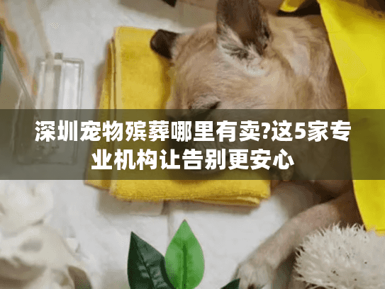 深圳宠物殡葬哪里有卖?这5家专业机构让告别更安心