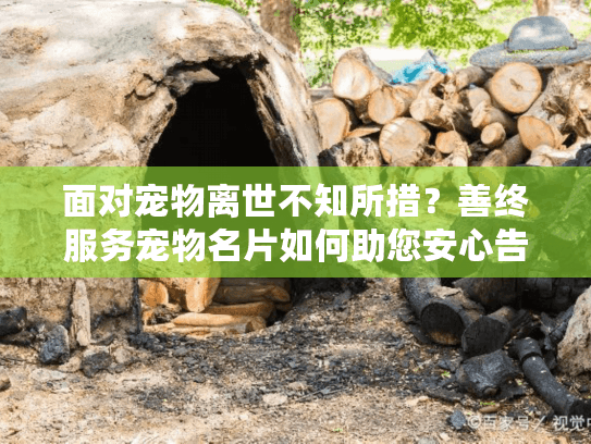 面对宠物离世不知所措？善终服务宠物名片如何助您安心告别
