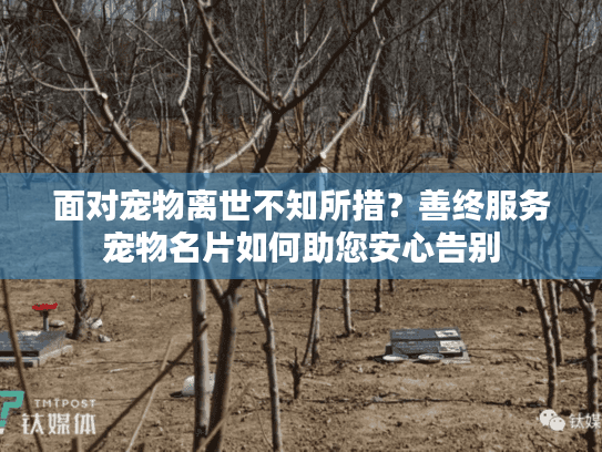 面对宠物离世不知所措？善终服务宠物名片如何助您安心告别
