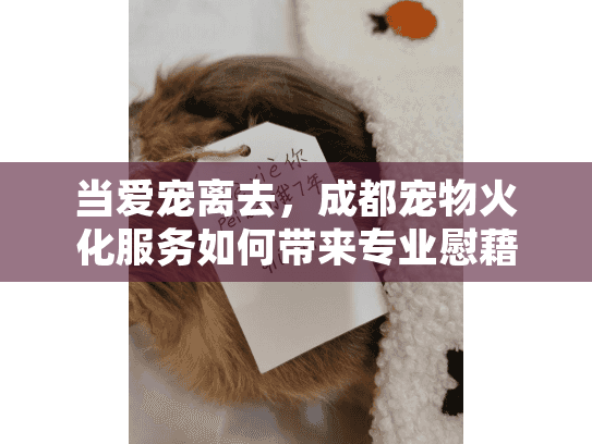 当爱宠离去，成都宠物火化服务如何带来专业慰藉与安心?