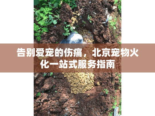 告别爱宠的伤痛，北京宠物火化一站式服务指南