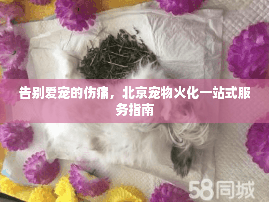 告别爱宠的伤痛，北京宠物火化一站式服务指南