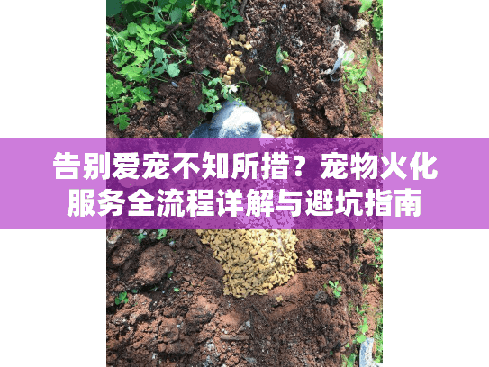 告别爱宠不知所措？宠物火化服务全流程详解与避坑指南