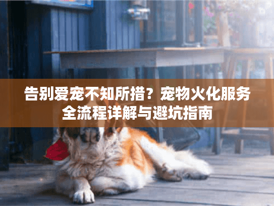 告别爱宠不知所措？宠物火化服务全流程详解与避坑指南