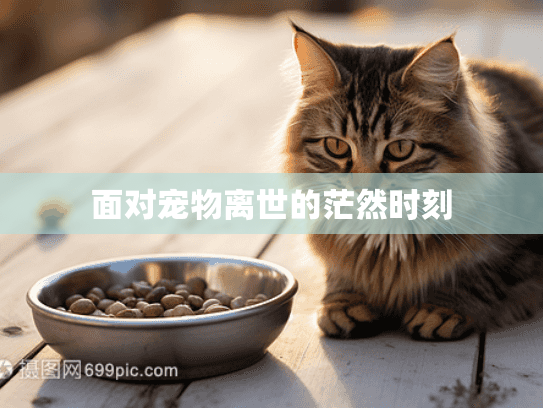 面对宠物离世的茫然时刻