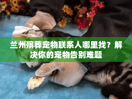 兰州殡葬宠物联系人哪里找？解决你的宠物告别难题