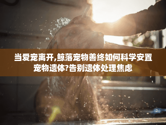 当爱宠离开,鲸落宠物善终如何科学安置宠物遗体?告别遗体处理焦虑