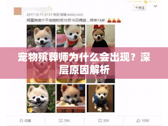 宠物殡葬师为什么会出现？深层原因解析