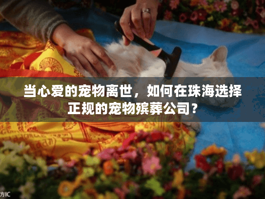 当心爱的宠物离世，如何在珠海选择正规的宠物殡葬公司？