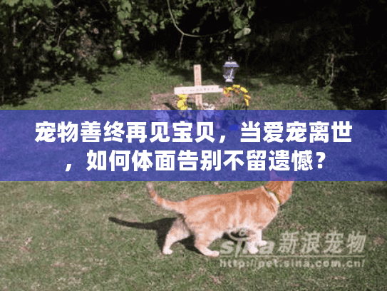 宠物善终再见宝贝，当爱宠离世，如何体面告别不留遗憾？
