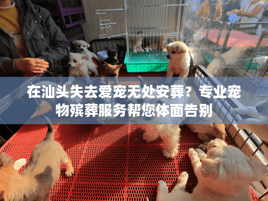 在汕头失去爱宠无处安葬？专业宠物殡葬服务帮您体面告别