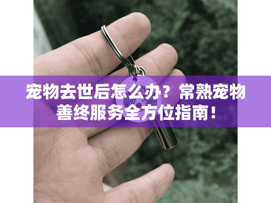 宠物去世后怎么办?常熟宠物善终服务全方位指南!