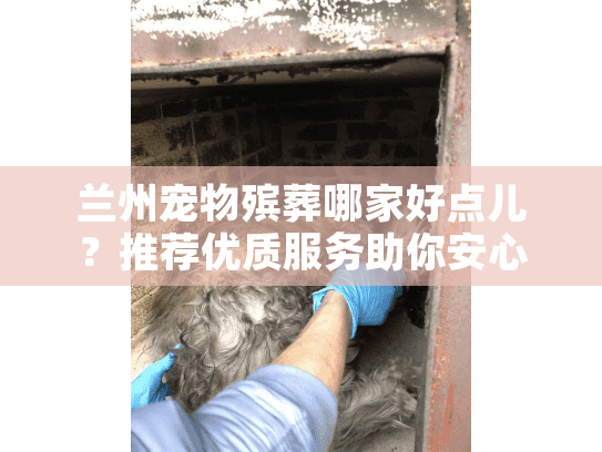 兰州宠物殡葬哪家好点儿？推荐优质服务助你安心告别