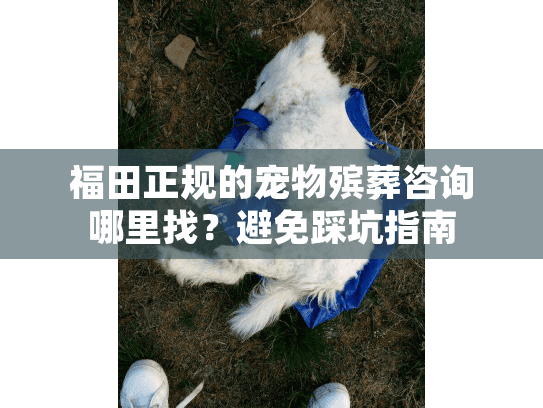 福田正规的宠物殡葬咨询哪里找？避免踩坑指南