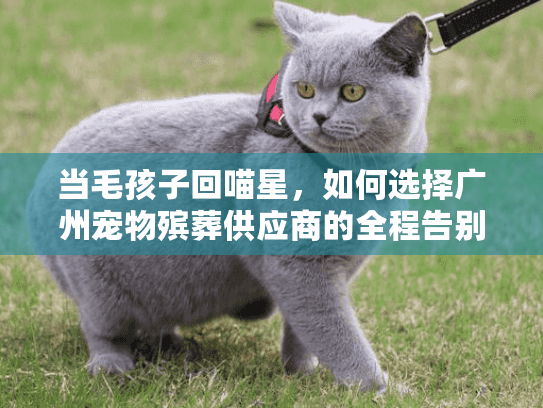 当毛孩子回喵星，如何选择广州宠物殡葬供应商的全程告别服务？