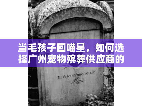 当毛孩子回喵星，如何选择广州宠物殡葬供应商的全程告别服务？