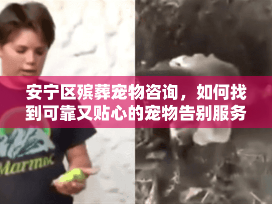 安宁区殡葬宠物咨询，如何找到可靠又贴心的宠物告别服务？