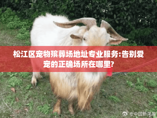 松江区宠物殡葬场地址专业服务:告别爱宠的正确场所在哪里?