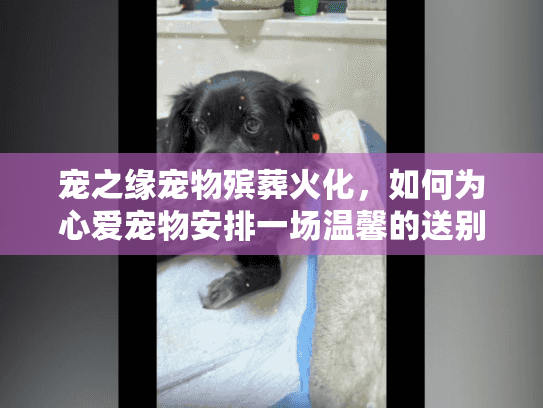 宠之缘宠物殡葬火化，如何为心爱宠物安排一场温馨的送别仪式？
