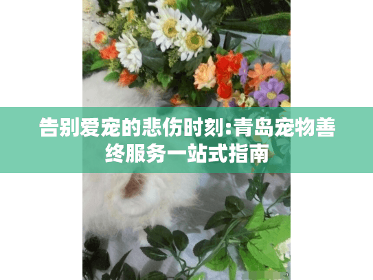 告别爱宠的悲伤时刻:青岛宠物善终服务一站式指南