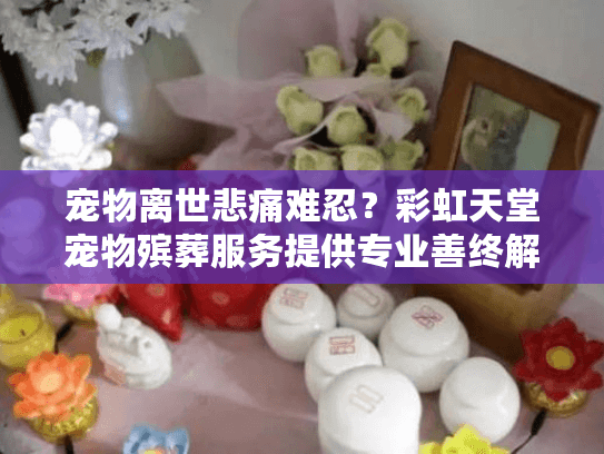 宠物离世悲痛难忍？彩虹天堂宠物殡葬服务提供专业善终解决方案
