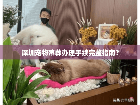 深圳宠物殡葬办理手续完整指南？