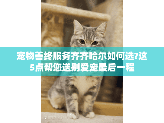 宠物善终服务齐齐哈尔如何选?这5点帮您送别爱宠最后一程