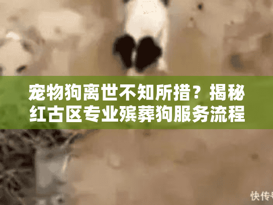 宠物狗离世不知所措？揭秘红古区专业殡葬狗服务流程