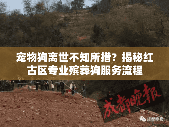 宠物狗离世不知所措？揭秘红古区专业殡葬狗服务流程