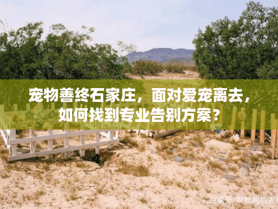 宠物善终石家庄，面对爱宠离去，如何找到专业告别方案？
