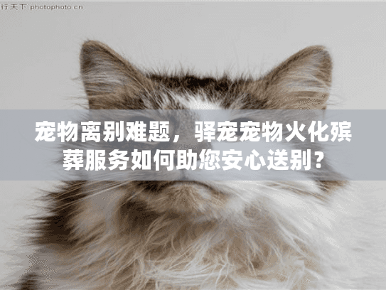 宠物离别难题，驿宠宠物火化殡葬服务如何助您安心送别？