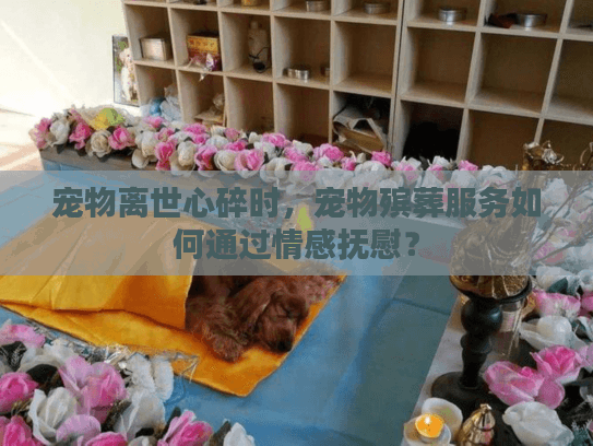 宠物离世心碎时，宠物殡葬服务如何通过情感抚慰？