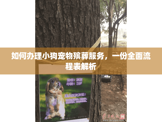 如何办理小狗宠物殡葬服务，一份全面流程表解析