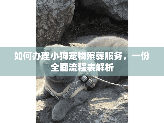 如何办理小狗宠物殡葬服务，一份全面流程表解析