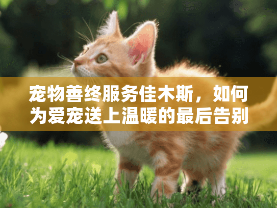 宠物善终服务佳木斯，如何为爱宠送上温暖的最后告别？