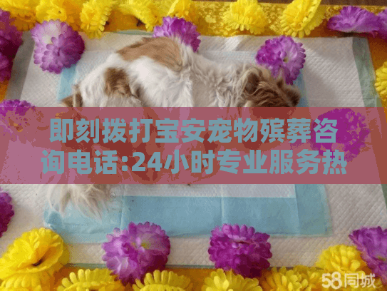 即刻拨打宝安宠物殡葬咨询电话:24小时专业服务热线