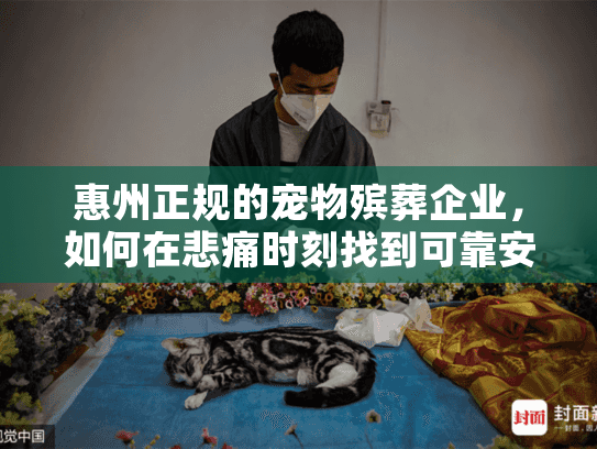 惠州正规的宠物殡葬企业,如何在悲痛时刻找到可靠安心的服务?