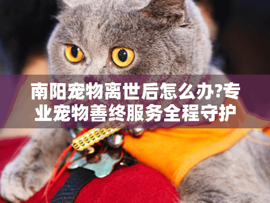 南阳宠物离世后怎么办?专业宠物善终服务全程守护