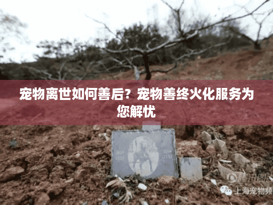 宠物离世如何善后？宠物善终火化服务为您解忧