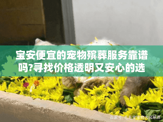 宝安便宜的宠物殡葬服务靠谱吗?寻找价格透明又安心的选择